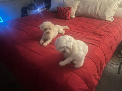 Camp Bow Wow Naples photo 39