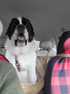 Camp Bow Wow Naples photo 40