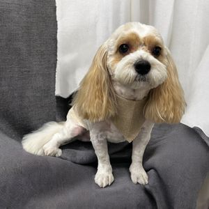 Backwoods Feed & Grooming photo 6