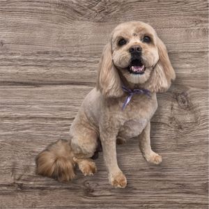 Backwoods Feed & Grooming photo 7