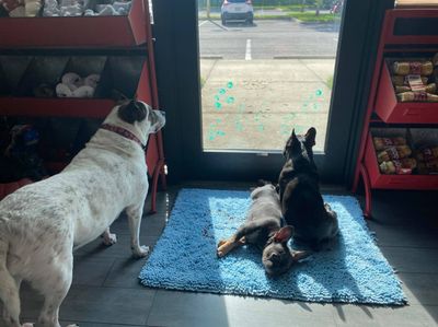 Backwoods Feed & Grooming photo 9