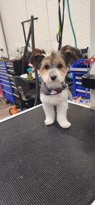 Backwoods Feed & Grooming photo 12