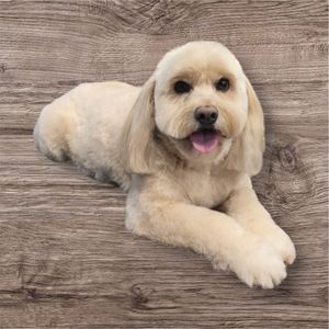 Backwoods Feed & Grooming photo 22