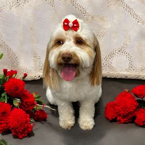 Backwoods Feed & Grooming photo 24