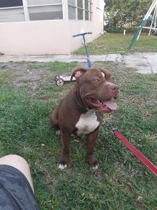 Backwoods Feed & Grooming photo 27