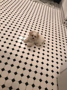 Backwoods Feed & Grooming photo 30