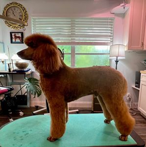 The Velveteen Pet