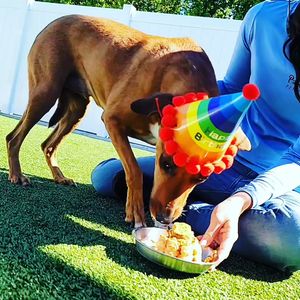 Pampered Pet Resorts photo 4