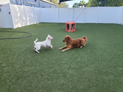 Pampered Pet Resorts photo 5