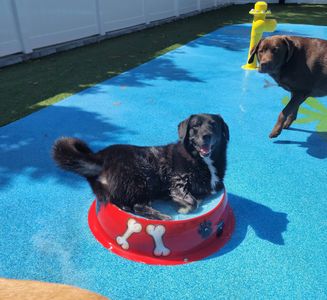 Pampered Pet Resorts photo 8