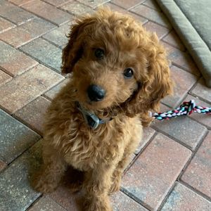 Pampered Pet Resorts photo 10