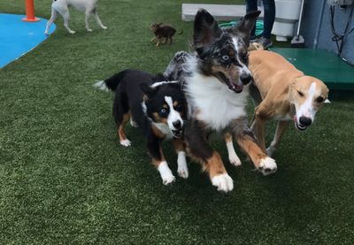 Pampered Pet Resorts photo 12