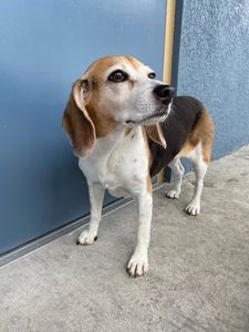 Pampered Pet Resorts photo 14