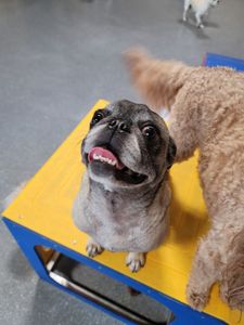 Pampered Pet Resorts photo 15