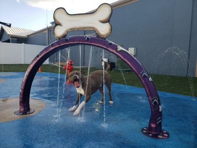 Pampered Pet Resorts photo 18