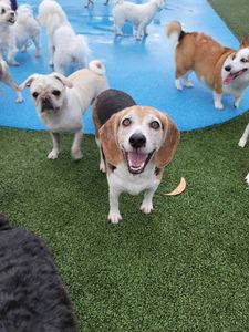 Pampered Pet Resorts photo 19