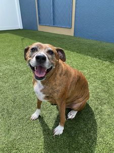 Pampered Pet Resorts photo 21