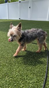 Pampered Pet Resorts photo 23