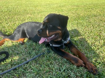 Pampered Pet Resorts photo 25