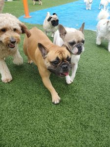 Pampered Pet Resorts photo 30