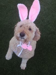 Pampered Pet Resorts photo 31