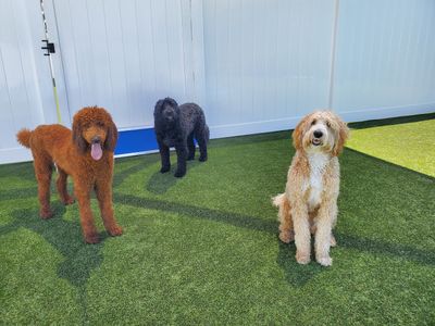 Pampered Pet Resorts photo 39