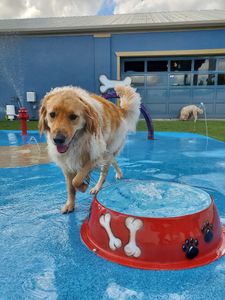 Pampered Pet Resorts photo 40