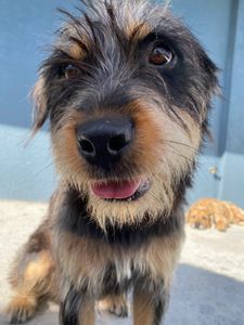 Pampered Pet Resorts photo 41