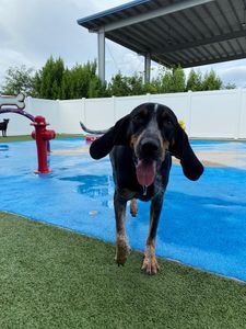 Pampered Pet Resorts photo 43