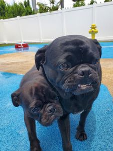 Pampered Pet Resorts photo 44