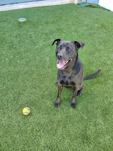 Pampered Pet Resorts photo 47