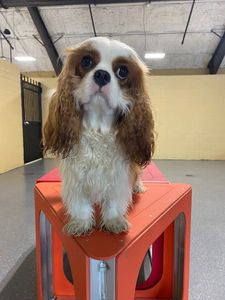 Pampered Pet Resorts photo 48