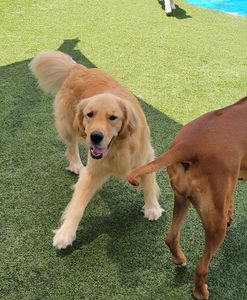 Pampered Pet Resorts photo 51