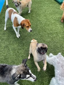 Pampered Pet Resorts photo 52