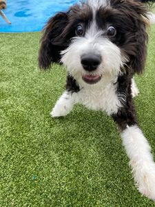 Pampered Pet Resorts photo 54