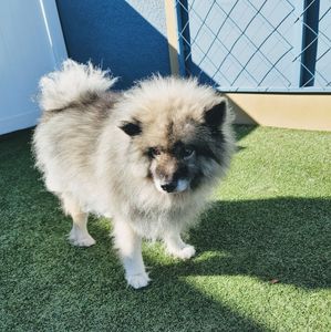 Pampered Pet Resorts photo 55