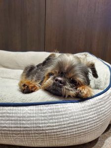 Pampered Pet Resorts photo 58