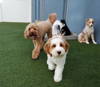 Pampered Pet Resorts photo 59