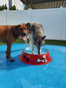 Pampered Pet Resorts photo 60