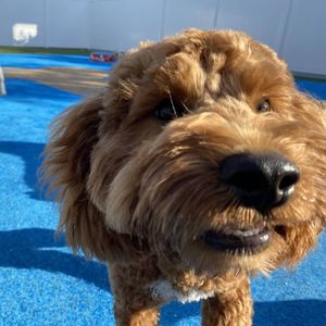 Pampered Pet Resorts photo 61