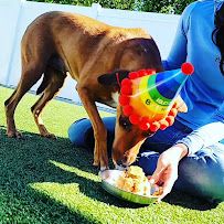 Pampered Pet Resorts photo 3