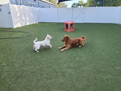 Pampered Pet Resorts photo 6