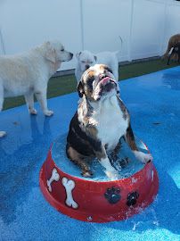 Pampered Pet Resorts photo 7