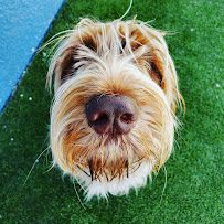 Pampered Pet Resorts photo 9