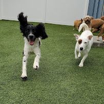 Pampered Pet Resorts photo 13