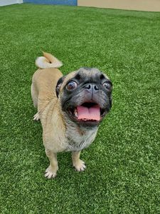 Pampered Pet Resorts photo 16