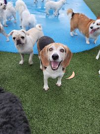 Pampered Pet Resorts photo 20