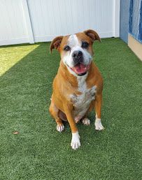 Pampered Pet Resorts photo 22