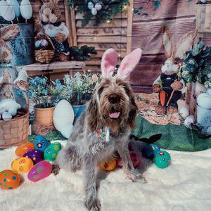 Pampered Pet Resorts photo 26