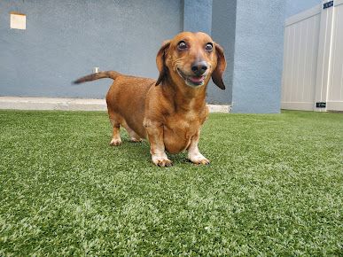 Pampered Pet Resorts photo 27